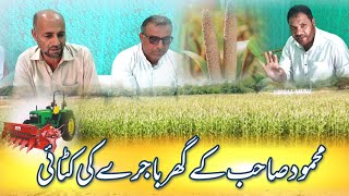 Harvesting millet at Mahmood Sahibs house  Ch mehmood Mora Simble A large landowner  Khadimabad [upl. by Ettena]