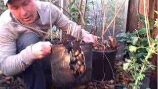 Yield 8 Pounds of Edible Sunchoke Tubers from a 3 Gallon Nursery Pot [upl. by Kroy]