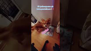 Hva vil Fanta😍 pawtalk hunderinorge chihuahua hundetrening [upl. by Fedora]