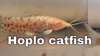 Breeding and keeping the Hoplo catfish  Megalechis Thoracata [upl. by Felipe]