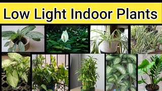 Best Low Light Indoor Plants India Low Maintenance Indoor plants Indoor Plants [upl. by Dominik]