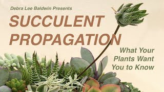 Succulent Propagation What Your Plants Want You to Know [upl. by Nitsirt]