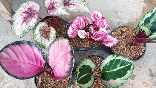 I Bought Some Beautiful Calathea amp Begonia  Type of Calathea [upl. by Ainoyek]