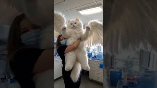 Why does this cat 🙀 have wings [upl. by Adnana]