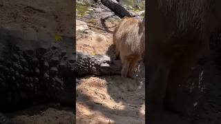 Do Crocodiles Loves Capybaras  viral animals capybaras crocodile [upl. by Minoru]