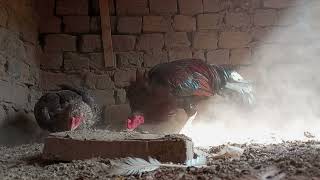 Aseel breading season Chickens mating sound  Chicken eating time [upl. by Evod]