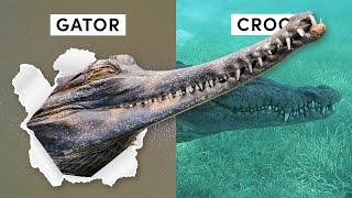 All 27 Species of Crocodilian Inc 3 Recently Discovered [upl. by Airamahs]