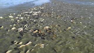 Amazing Fish Scenes European Carp and Goldfish cross a road [upl. by Hurlbut982]