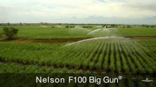 Irrigating Sugarcane with Nelson Irrigation Sprinklers [upl. by Evan252]