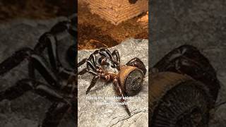 The Stealthy Predator Trapdoor Spiders LightningFast Ambush [upl. by Elinnet511]