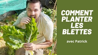 POTAGER comment planter blettepoiréebette ASTUCE et CONSEIL [upl. by Annahgiel]