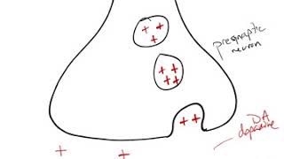 Antipsychotic Drug Mechanism [upl. by Nolrah]