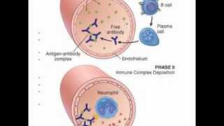 blood vessels systemic circulation [upl. by Anikas]