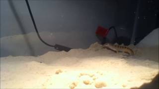 Feeding sandfish skink live food [upl. by Lederer513]