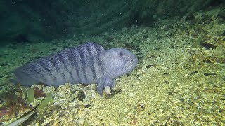 Dive site Tuvveggen in Saltstraumen Norway  Dykning vid Tuvveggen Saltströmmen [upl. by Malia]