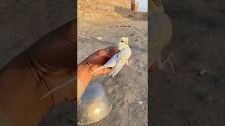 Trap Laga Kar Chirya Pakri li 😮 trap chidya minizoo parrot petvlog birds petlovers shorts [upl. by Letti]