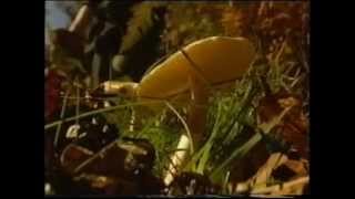 Ray Mears Tracks edible fungi [upl. by Anitnegra]