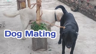 Dog mating [upl. by Halliday]