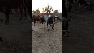 Usman Akbar celebration trending animals youtubeshorts bull cow [upl. by Nerb]