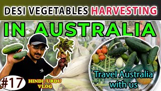 Desi Vegetable Harvesting in Australia Sydney harvest vegetables 🌾 [upl. by Allyce]