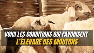 Voici Comment rendre facile lélevage des Moutons [upl. by Junieta531]