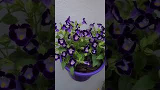 torenia aka torenia fournieri 😘😘 [upl. by Elka29]