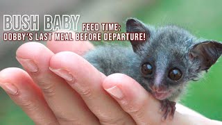 Bush Baby feed time Dobbys last meal before departure babyanimals [upl. by Aiahc937]