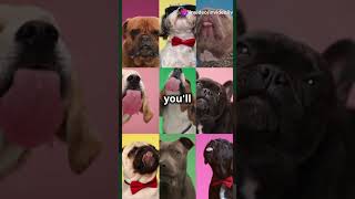 Top 8 cutest dog breeds in the world funnyanimal [upl. by Nahsaj]