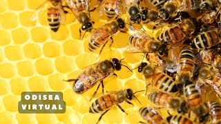 La vida secreta de las abejas [upl. by Ycnaffit]