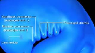 DEVELOPMENT OF PHARYNGEAL ARCHES  EMBRYOLOGY ANIMATED VIDEO  PHARYNGEAL POUCHES PHARYNGEAL CLEFT [upl. by Mw]