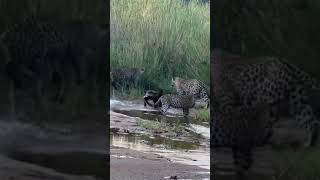 Honey Badger taking on 3 Leopards [upl. by Armallas]