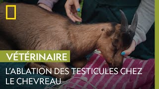 Comment se déroule la castration dun chevreau [upl. by Ykcaj]