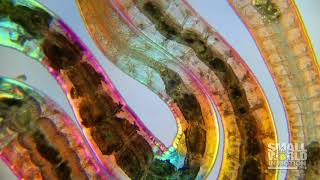 2020 Nikon Small World in Motion Competition  Third Place [upl. by Winchester]