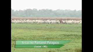 FAZENDAS À VENDA NO PANTANAL  MS [upl. by Dorene]