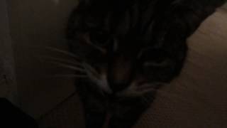 My deaf cat doesnt realise how loud she is [upl. by Naginnarb]