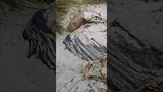 Menschenleerer Strand mit rauher Ostsee  Neuendorf auf der Insel Hiddensee  28102024 travel 1k [upl. by Woll]