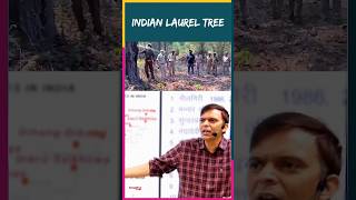 Indian laurel tree🌲 by Sunil Puniya Sir springboard shorts viralvideos [upl. by Kurland]