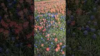 Texas Bluebonnets amp Wildflowers [upl. by Naryk]