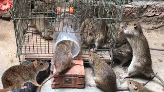 Best Rat Trap 2019 🐀 15 Mice in trapped 1 Hour 🐭 Mouse Rat trap 👍 How to Make Rat Trap [upl. by Innattirb535]