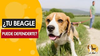 ¿Tu BEAGLE puede defenderte [upl. by Alakim]