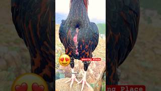 Laka On Mountain  Enjoying The Nature 😍🐓shortvideo rooster birds youtubeshorts [upl. by Lebasile]