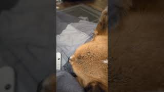 She snores so loud corgi snoring cute [upl. by Ayrolg]