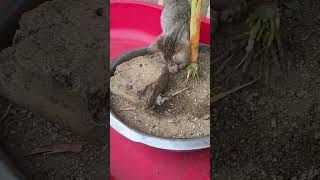 Rat AND Cat shortvideo rat cat [upl. by Ycrem]