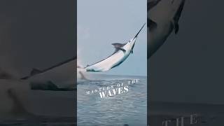 Whales amp Dolphins Like You’ve Never Seen Beforedolphins whales stunning shorts dolphin [upl. by Alisa]