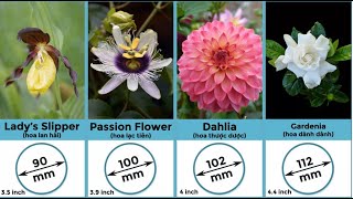 Size Comparsion Flowers [upl. by Adnohsel]