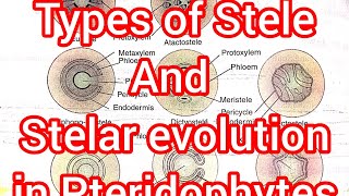 Pteridophyta Lec 3Types of Stele and Their evolution in Vascular plants notes available [upl. by Ydnem]