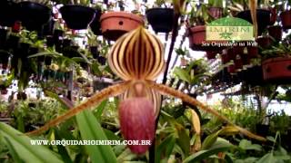 Paphiopedilum Lady Rothschild  Orquidário Imirim [upl. by Carilyn]