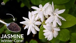 7 Tips For Jasmine Plant Winter Care Apply Now [upl. by Ycaj]