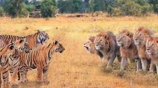 When Tigers And Lions Face Each Other [upl. by Aicercal155]