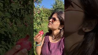 Plum കേക്കിൽ plum ഇല്ലത്രെ🤔 😂Plum plucking 🍒 norway trending minivlog malayalam [upl. by Ettenej]